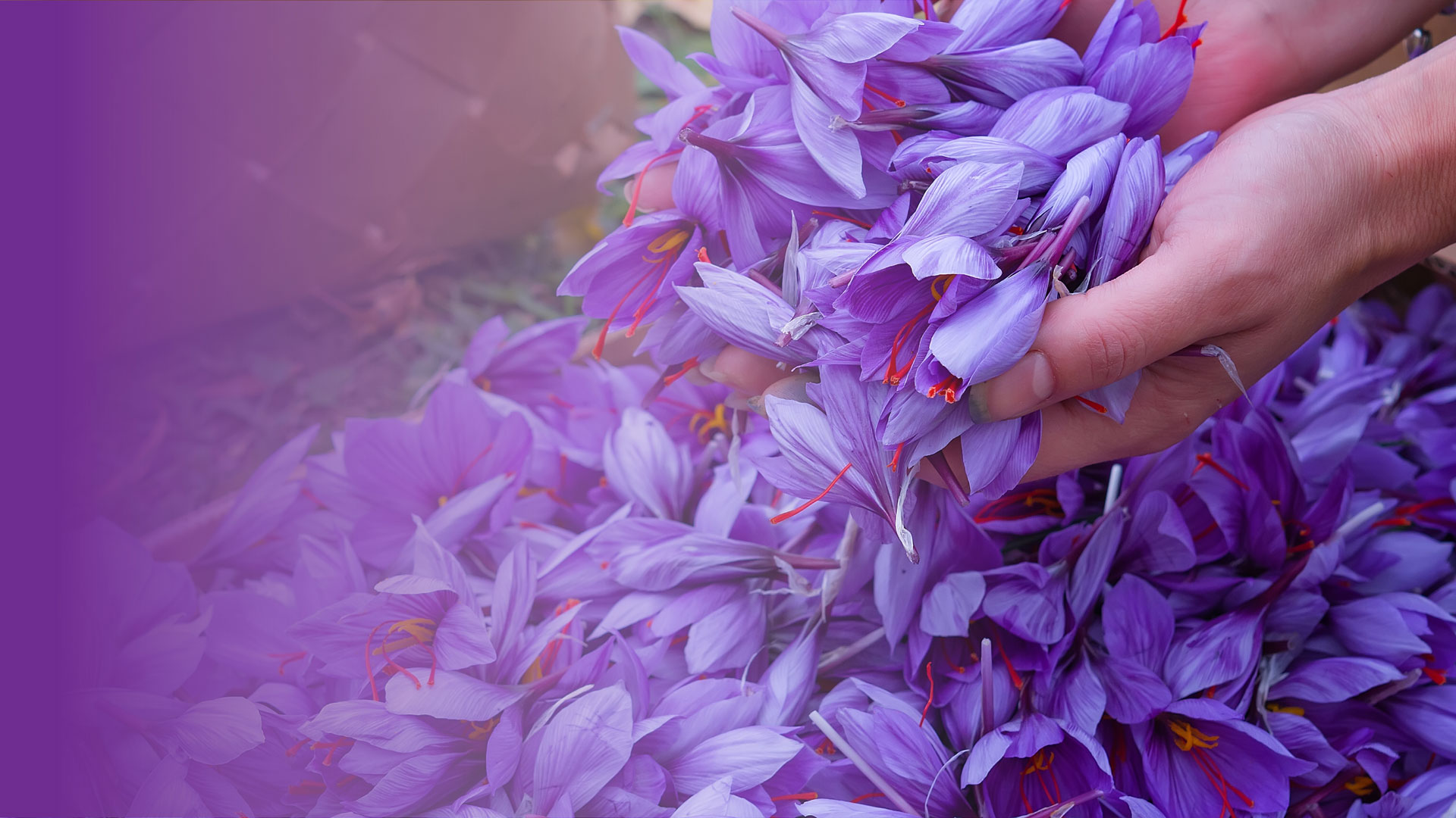 Iranian Saffron