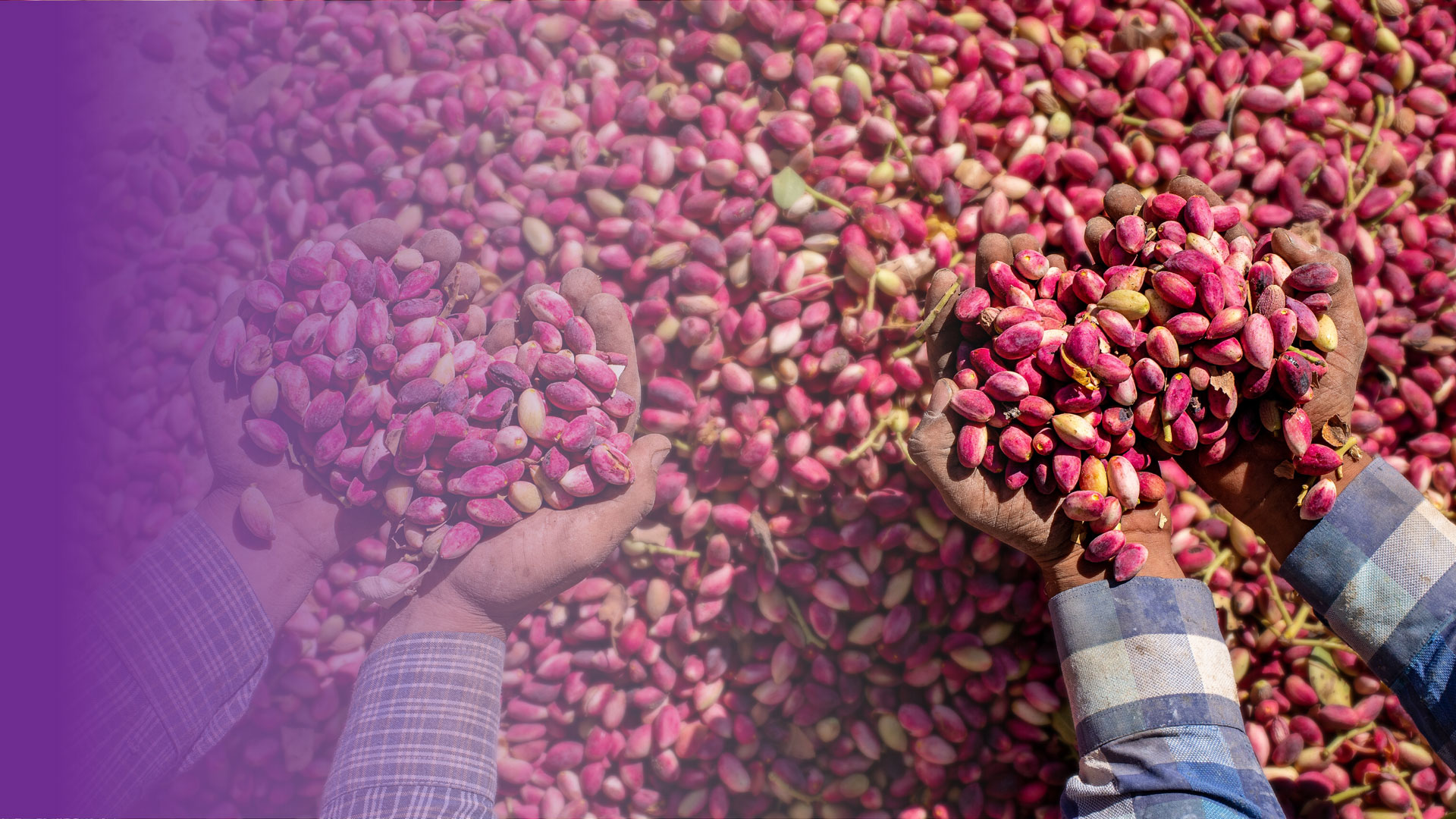 Iranian Pistachio